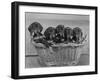 Basket of Puppies-Thomas Fall-Framed Photographic Print