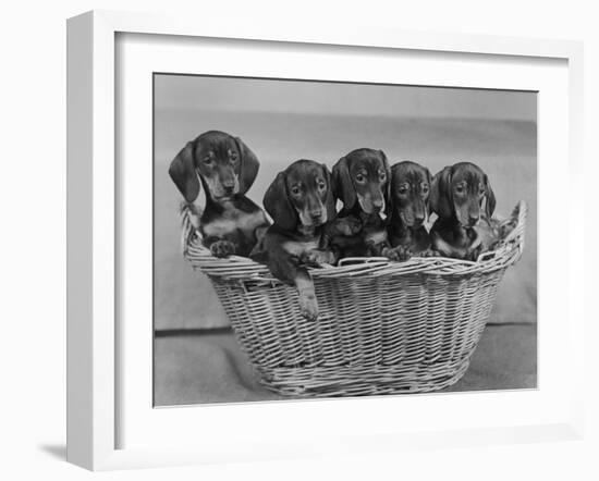 Basket of Puppies-Thomas Fall-Framed Photographic Print