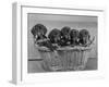 Basket of Puppies-Thomas Fall-Framed Photographic Print