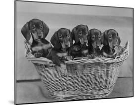 Basket of Puppies-Thomas Fall-Mounted Photographic Print