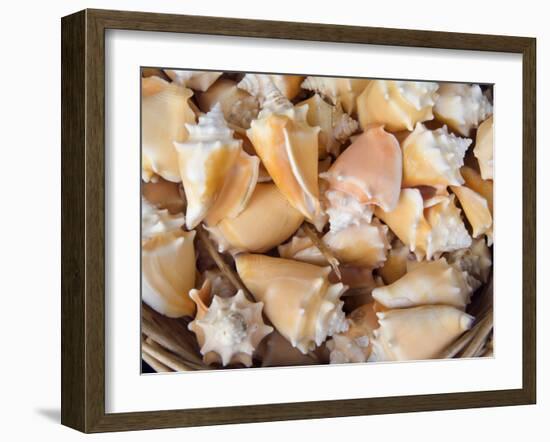 Basket of Sea Shells for Sale at a Shop in St Ives, Cornwall, England-John Warburton-lee-Framed Photographic Print