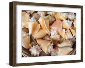 Basket of Sea Shells for Sale at a Shop in St Ives, Cornwall, England-John Warburton-lee-Framed Photographic Print