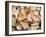 Basket of Sea Shells for Sale at a Shop in St Ives, Cornwall, England-John Warburton-lee-Framed Photographic Print