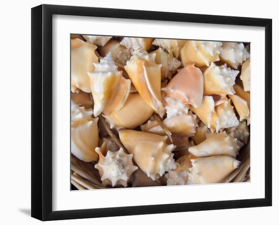 Basket of Sea Shells for Sale at a Shop in St Ives, Cornwall, England-John Warburton-lee-Framed Photographic Print