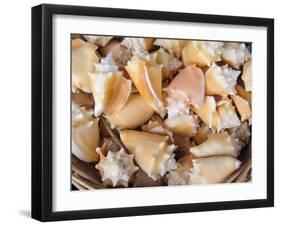 Basket of Sea Shells for Sale at a Shop in St Ives, Cornwall, England-John Warburton-lee-Framed Photographic Print