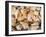 Basket of Sea Shells for Sale at a Shop in St Ives, Cornwall, England-John Warburton-lee-Framed Photographic Print