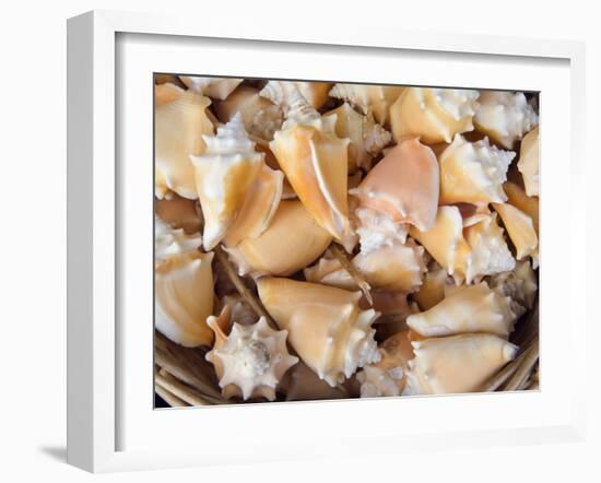 Basket of Sea Shells for Sale at a Shop in St Ives, Cornwall, England-John Warburton-lee-Framed Photographic Print