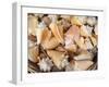 Basket of Sea Shells for Sale at a Shop in St Ives, Cornwall, England-John Warburton-lee-Framed Photographic Print