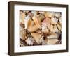 Basket of Sea Shells for Sale at a Shop in St Ives, Cornwall, England-John Warburton-lee-Framed Photographic Print