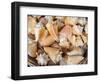 Basket of Sea Shells for Sale at a Shop in St Ives, Cornwall, England-John Warburton-lee-Framed Photographic Print