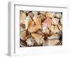 Basket of Sea Shells for Sale at a Shop in St Ives, Cornwall, England-John Warburton-lee-Framed Photographic Print