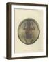 Basket Shield from a Cliff Dwelling-null-Framed Giclee Print