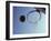 Basketball and Hoop-Paul Sutton-Framed Photographic Print