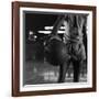 Basketball Held by Player Wilt Chamberlain, 1956-Frank Scherschel-Framed Photographic Print