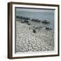 Basketmakers on the Shores of the Indus River-Paul Almasy-Framed Photographic Print