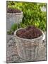 Baskets with Stalks in the Vineyard-Antonio Gravante-Mounted Photographic Print