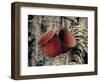 Baskets, Yanomami Indians, Brazil, South America-Robin Hanbury-tenison-Framed Photographic Print