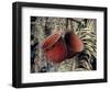Baskets, Yanomami Indians, Brazil, South America-Robin Hanbury-tenison-Framed Photographic Print