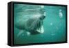 Basking Shark and Jellyfish-null-Framed Stretched Canvas