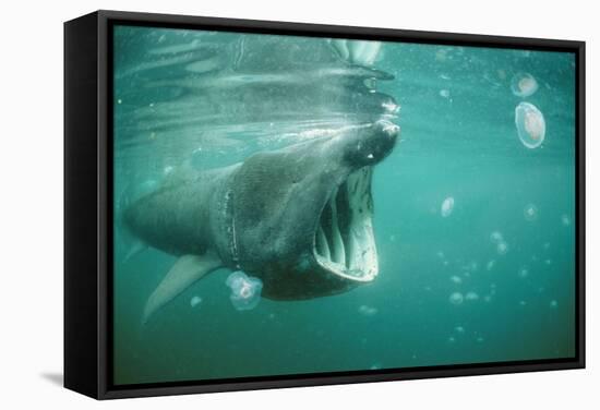 Basking Shark and Jellyfish-null-Framed Stretched Canvas