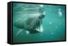 Basking Shark and Jellyfish-null-Framed Stretched Canvas