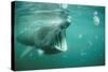 Basking Shark and Jellyfish-null-Stretched Canvas