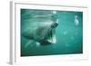 Basking Shark and Jellyfish-null-Framed Photographic Print