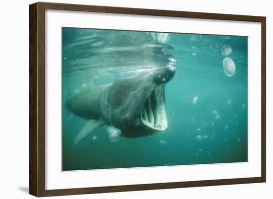 Basking Shark and Jellyfish-null-Framed Photographic Print