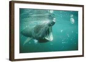 Basking Shark and Jellyfish-null-Framed Photographic Print