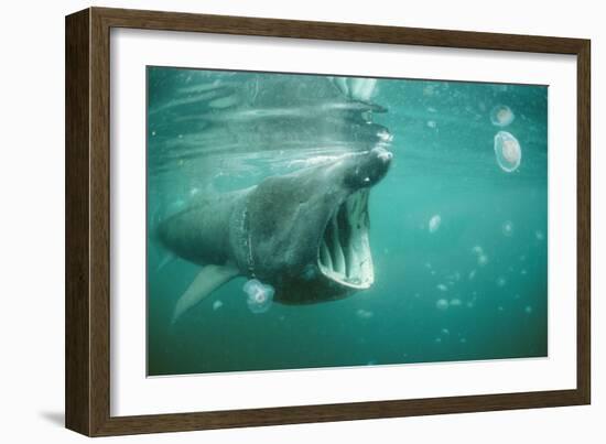 Basking Shark and Jellyfish-null-Framed Photographic Print