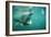 Basking Shark and Jellyfish-null-Framed Photographic Print