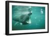 Basking Shark and Jellyfish-null-Framed Photographic Print