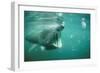 Basking Shark and Jellyfish-null-Framed Photographic Print