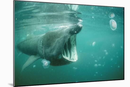 Basking Shark and Jellyfish-null-Mounted Photographic Print