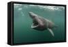 Basking Shark (Cetorhinus Maximus) Feeding at the Surface on Plankton, Cairns of Coll, Scotland, UK-Alex Mustard-Framed Stretched Canvas