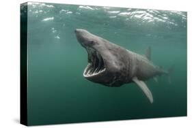 Basking Shark (Cetorhinus Maximus) Feeding at the Surface on Plankton, Cairns of Coll, Scotland, UK-Alex Mustard-Stretched Canvas