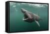 Basking Shark (Cetorhinus Maximus) Feeding at the Surface on Plankton, Cairns of Coll, Scotland, UK-Alex Mustard-Framed Stretched Canvas