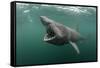 Basking Shark (Cetorhinus Maximus) Feeding at the Surface on Plankton, Cairns of Coll, Scotland, UK-Alex Mustard-Framed Stretched Canvas