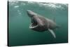 Basking Shark (Cetorhinus Maximus) Feeding at the Surface on Plankton, Cairns of Coll, Scotland, UK-Alex Mustard-Stretched Canvas