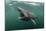 Basking Shark (Cetorhinus Maximus) Feeding at the Surface on Plankton, Cairns of Coll, Scotland, UK-Alex Mustard-Mounted Photographic Print