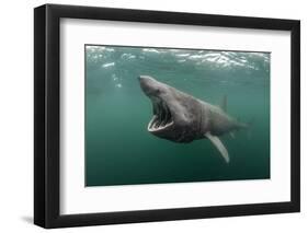 Basking Shark (Cetorhinus Maximus) Feeding at the Surface on Plankton, Cairns of Coll, Scotland, UK-Alex Mustard-Framed Photographic Print