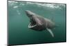 Basking Shark (Cetorhinus Maximus) Feeding at the Surface on Plankton, Cairns of Coll, Scotland, UK-Alex Mustard-Mounted Photographic Print