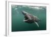 Basking Shark (Cetorhinus Maximus) Feeding at the Surface on Plankton, Cairns of Coll, Scotland, UK-Alex Mustard-Framed Photographic Print