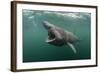 Basking Shark (Cetorhinus Maximus) Feeding at the Surface on Plankton, Cairns of Coll, Scotland, UK-Alex Mustard-Framed Photographic Print