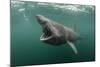 Basking Shark (Cetorhinus Maximus) Feeding at the Surface on Plankton, Cairns of Coll, Scotland, UK-Alex Mustard-Mounted Photographic Print