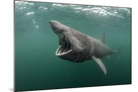 Basking Shark (Cetorhinus Maximus) Feeding at the Surface on Plankton, Cairns of Coll, Scotland, UK-Alex Mustard-Mounted Photographic Print