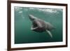 Basking Shark (Cetorhinus Maximus) Feeding at the Surface on Plankton, Cairns of Coll, Scotland, UK-Alex Mustard-Framed Photographic Print