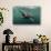 Basking Shark (Cetorhinus Maximus) Feeding at the Surface on Plankton, Cairns of Coll, Scotland, UK-Alex Mustard-Stretched Canvas displayed on a wall