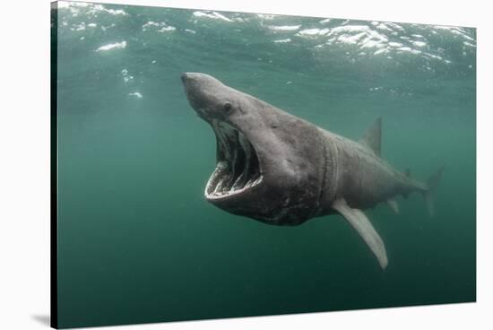 Basking Shark (Cetorhinus Maximus) Feeding at the Surface on Plankton, Cairns of Coll, Scotland, UK-Alex Mustard-Stretched Canvas