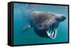 Basking Shark (Cetorhinus Maximus) Feeding in Open Water, Cornwall, England, UK, June-Alex Mustard-Framed Stretched Canvas